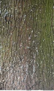 Tree Bark 0008